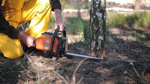 Best Leaf Removal  in Walker, MI