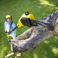 Best Organic Lawn Care Solutions  in Walker, MI