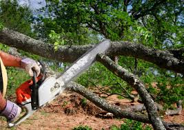 Best Tree Removal  in Walker, MI