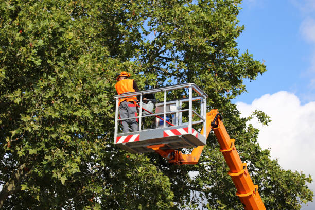 Professional Tree Services in Walker, MI