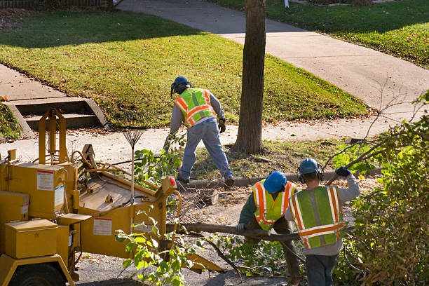 Best Hedge Trimming  in Walker, MI