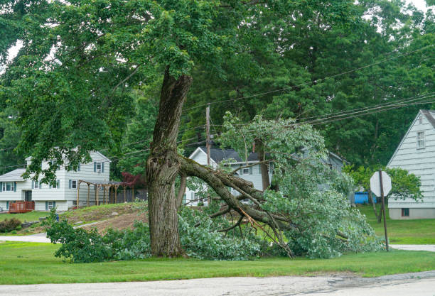 Best Commercial Tree Services  in Walker, MI