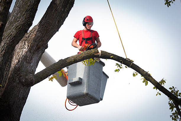 Best Tree Preservation Services  in Walker, MI