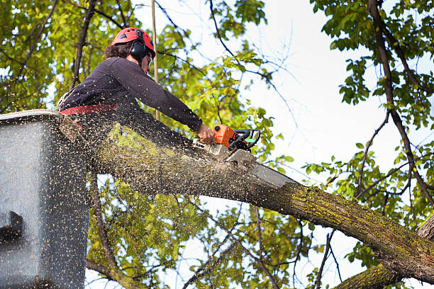 Best Lawn Renovation and Restoration  in Walker, MI